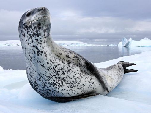 Click to play Paul Nicklen: Lendas das Maravilhosas Terras Geladas