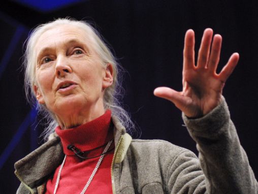 Click to play Jane Goodall: What separates us from chimpanzees?