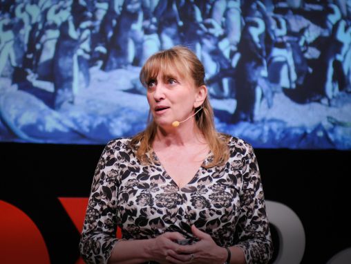 ダイアン・デナポリ：ペンギン救出大作戦