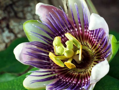 Click to play Louie Schwartzberg: Natureza. Beleza. Gratidão.