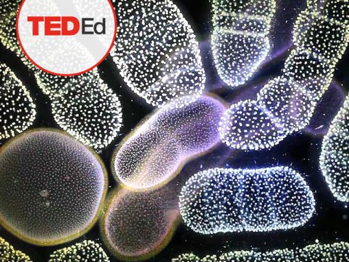 Click to play Tierney Thys +  Plankton Chronicles Project: The secret life of plankton