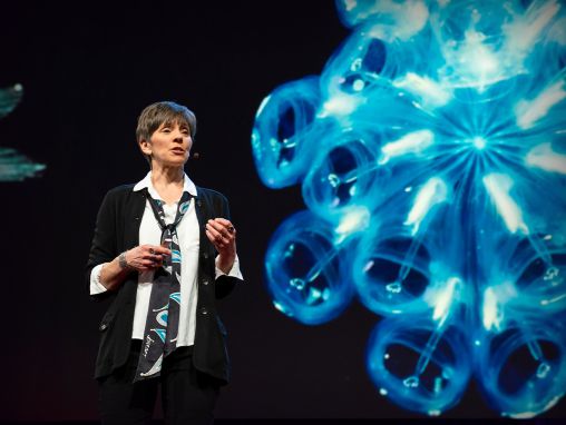 Heidi M. Sosik: Los descubrimientos que nos esperan en la zona crepuscular oceánica