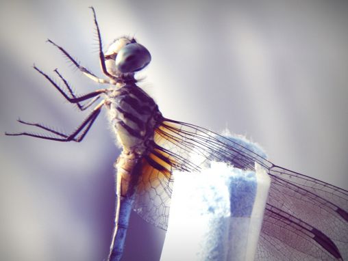 Greg Gage: How a dragonfly's brain is designed to kill