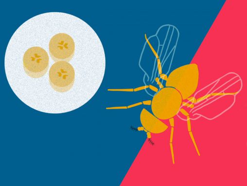 Greg Gage: How you can make a fruit fly eat veggies
