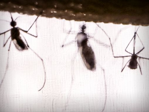 Greg Gage: The real reason why mosquitoes buzz