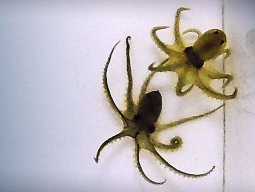 Greg Gage: How octopuses battle each other