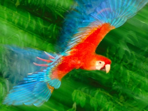 Frans Lanting: Fotos, die der Tierwelt eine Stimme verleihen