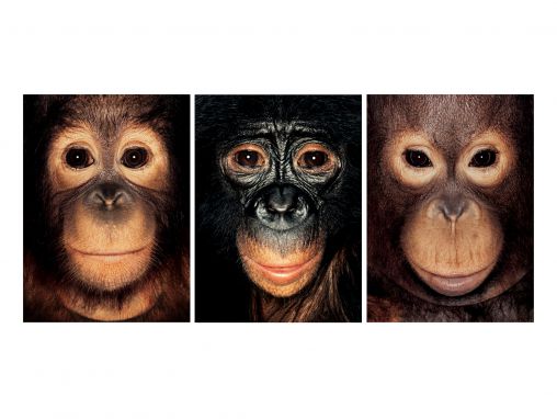 Steven Wise: Şempanzelerin duyguları ve düşünceleri var. Hakları da olmalı