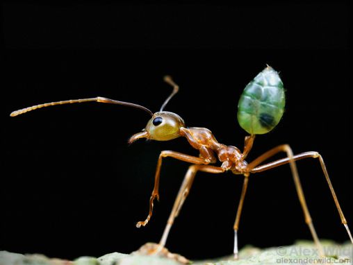 マレーネ・ズク: 虫たちの倒錯したセックスライフから学べること