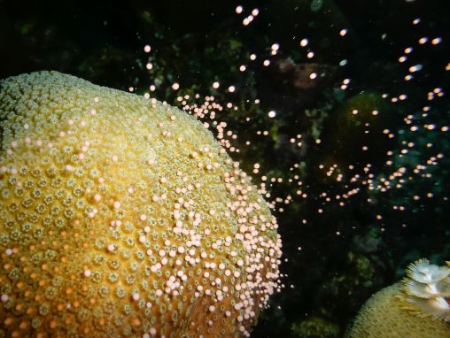 Click to play Kristen Marhaver: Come facciamo crescere piccoli coralli per ricostruire le barriere coralline