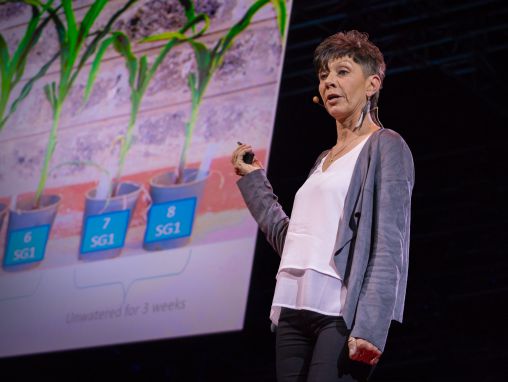 Jill Farrant: How we can make crops survive without water