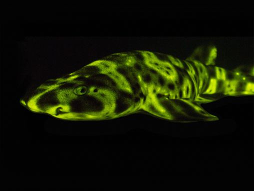 David Gruber: Glow-in-the-dark sharks and other stunning sea creatures