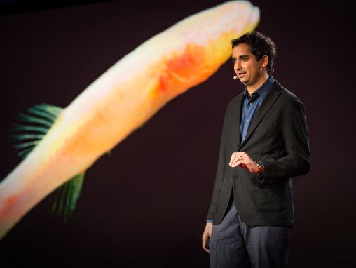 Click to play Prosanta Chakrabarty: Las claves de tiempos prehistóricos halladas en un pez de cueva ciego