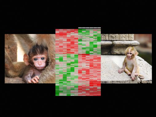 Moshe Szyf: Cómo las experiencias tempranas están escritas en el ADN