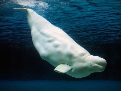 凱特·斯塔福德: 人為噪音如何影響了海洋棲地