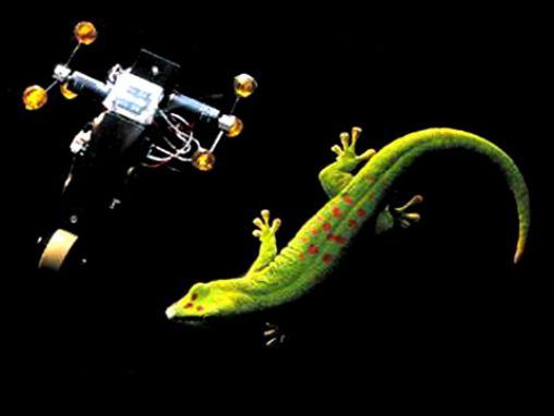 Click to play Robert Full, l'ingénierie et l'évolution