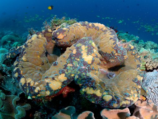 Click to play Mei Lin Neo: La vida secreta y fascinante de las ostras gigantes