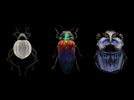 Click to play Levon Biss: Alucinantes fotos de insectos magnificados