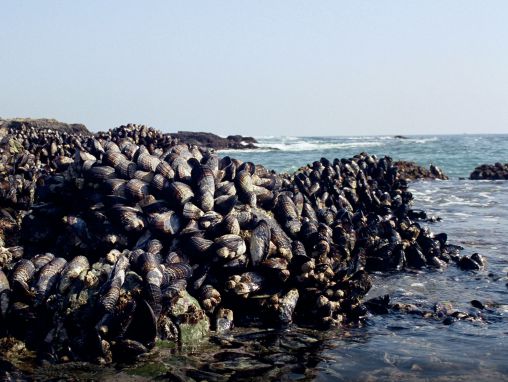 Click to play جوناثان ويلكر: ماذا يمكن أن تعلمنا المخلوقات البحرية اللزجة عن صنع الغراء