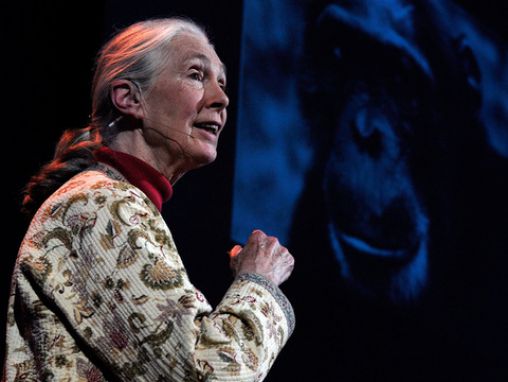 Click to play Jane Goodall aide les hommes et les animaux à vivre ensemble