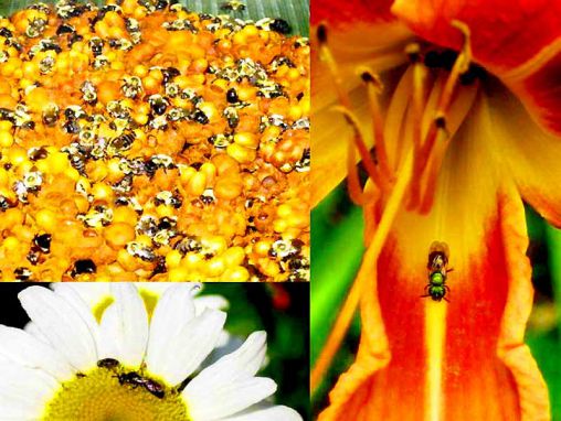 Click to play Dennis vanEngelsdorp: un appel au secours des abeilles