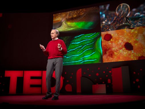 Click to play Roger Hanlon: El increíble cerebro y la piel mutable de los pulpos y otros cefalópodos