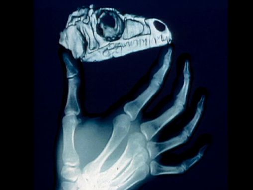 Click to play Paul Sereno déterre des dinosaures