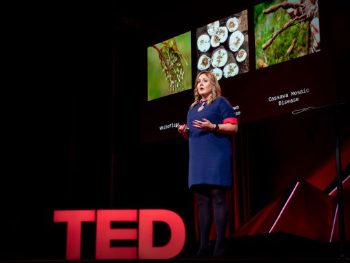 Click to play Laura Boykin: Comment utiliser la technologie génomique pour lutter contre les maladies des récoltes