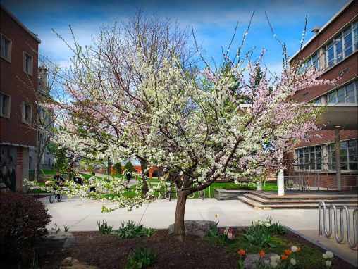 Sam Van Aken: Hoe aan één boom veertig verschillende vruchten groeien