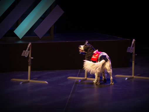 詹姆斯·洛根: 怎样用狗嗅出疟疾