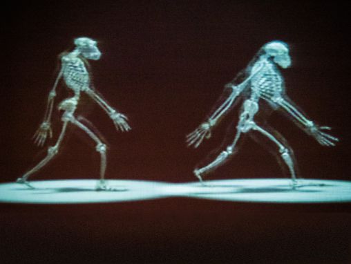 Click to play Susan Savage-Rumbaugh à propos des singes qui écrivent