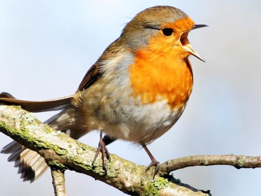 Click to play Tim Birkhead: The early birdwatchers