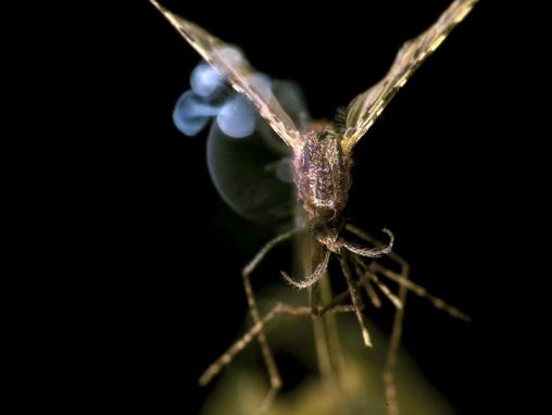 Click to play Nathan Myhrvold: ¿Podría este láser eliminar la malaria?