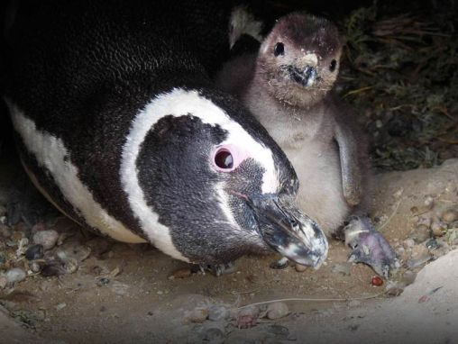 Click to play Dee Boersma: Prestemos atención a los pingüinos