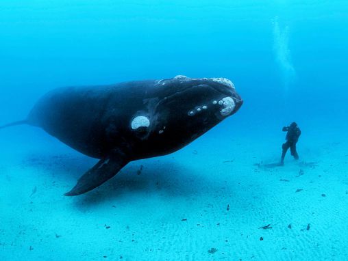 Click to play Brian Skerry felfedi az óceán szépségét -- és borzalmait