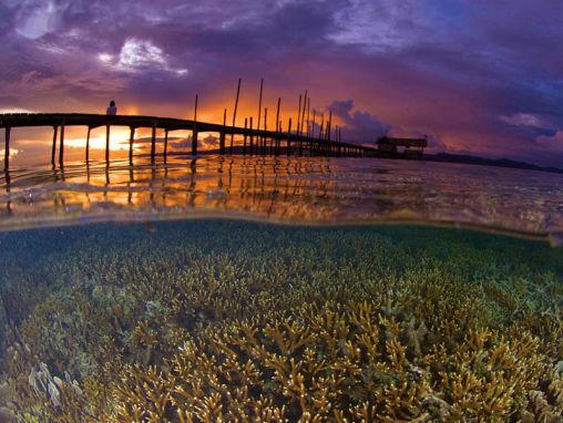 グレッグ・ストーン: 一つずつ島を救って 海を守る